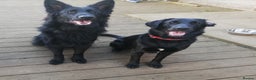 Mixed Breed dogs for sale: Stunning Black German Shepherd X puppies - Advert 1