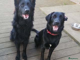 Mixed Breed dogs - Advert 6