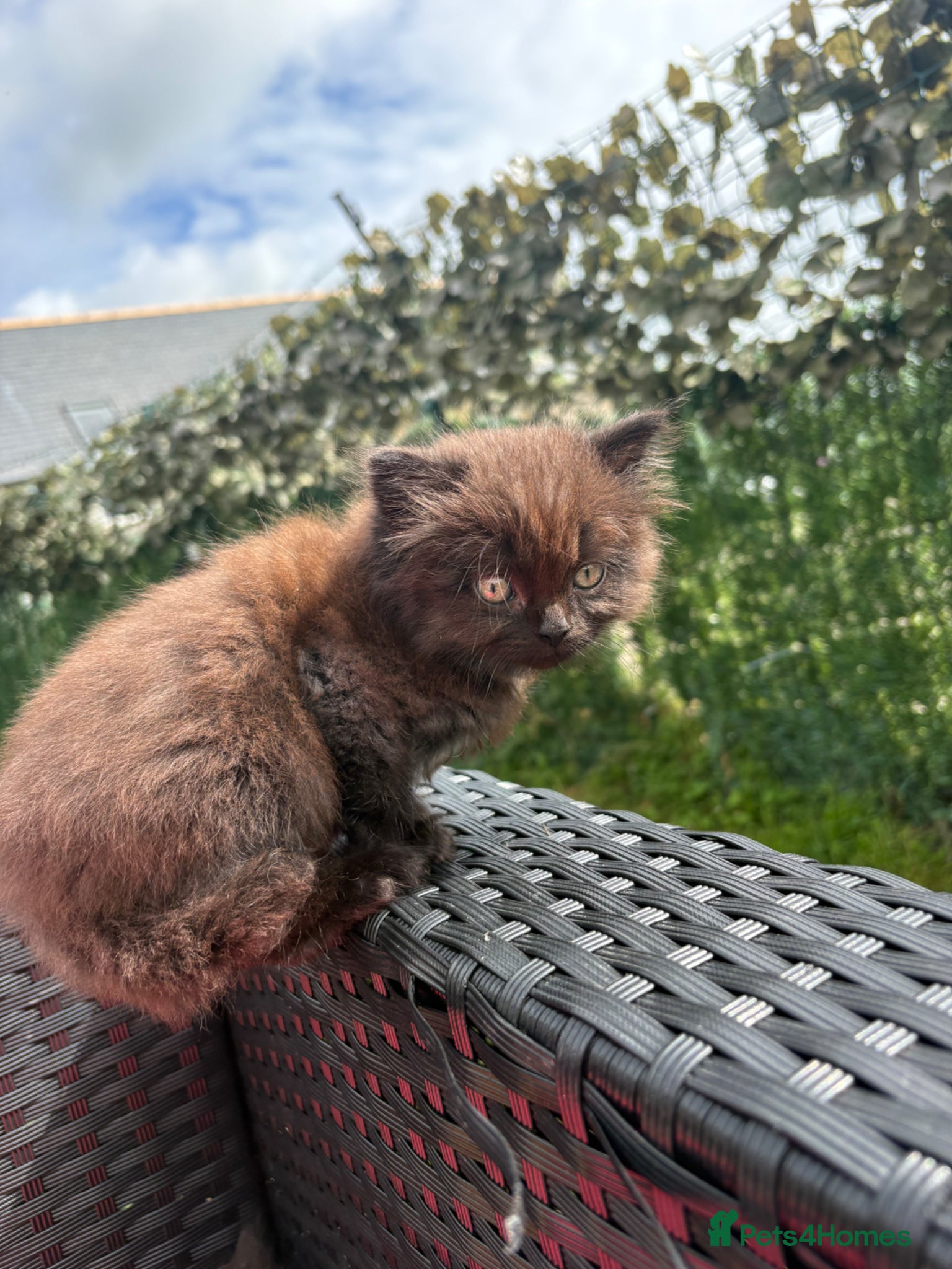 Mixed Breed cats for sale: Ragdoll x kittens  - Advert 10