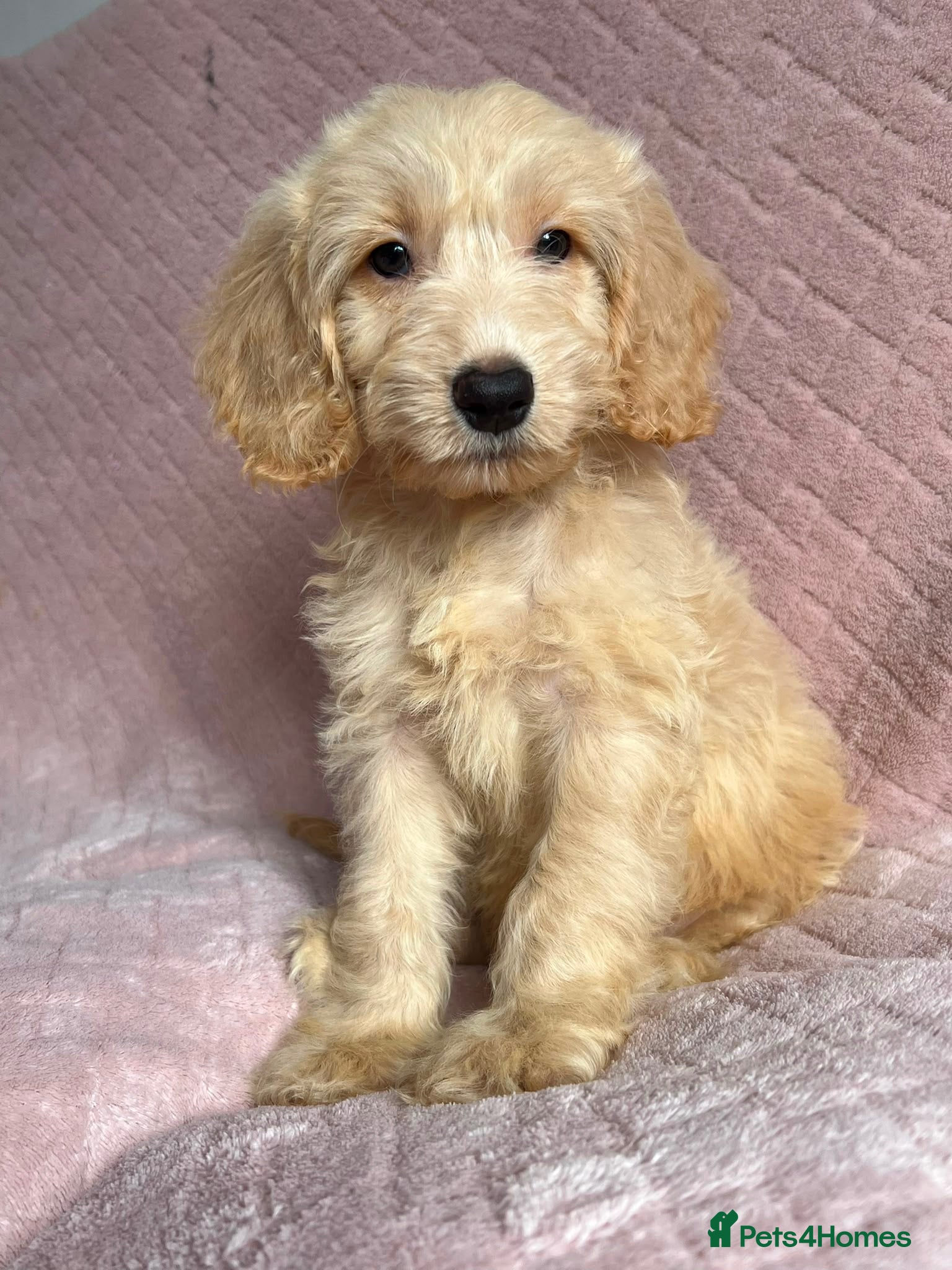 Cockapoo dogs  Cockapoo puppies  - Advert 1