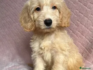 Cockapoo dogs Cockapoo puppies - Advert 4