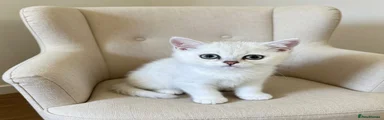 British Shorthair 2