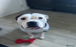 Mixed Breed dogs for sale: Staffie x American bulldog  - Image 4