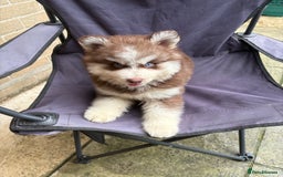 Pomsky dogs for sale: Champion bloodline f4 pomskys - Image 4