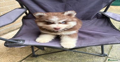 Pomsky dogs - Advert 1