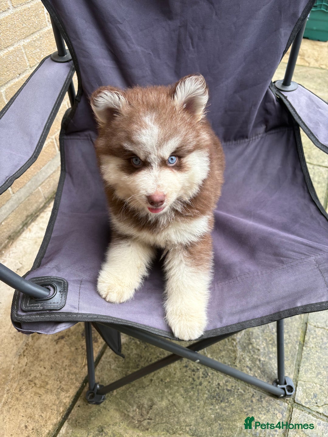 Pomsky dogs for sale: Champion bloodline f4 pomskys - Image 4