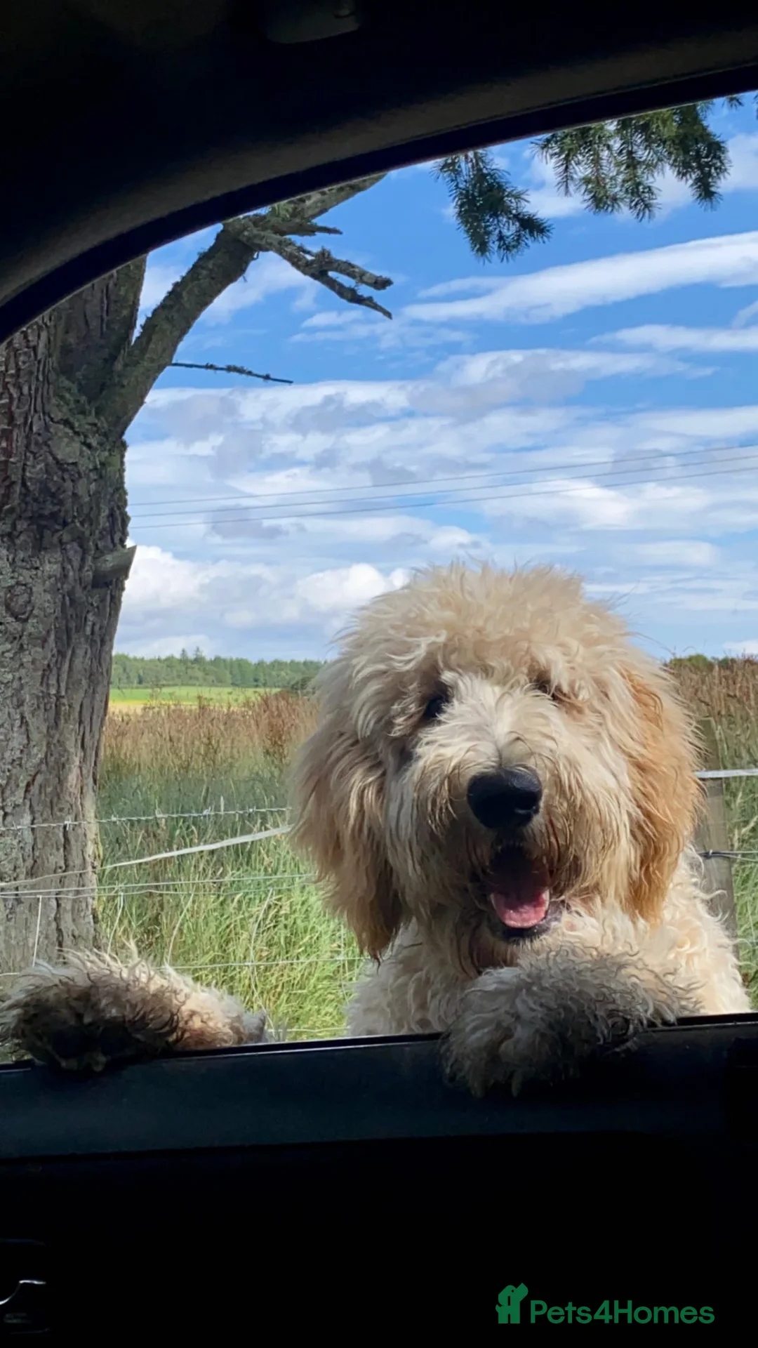Goldendoodle dogs for sale: Expecptional goldendoodles - Advert 19