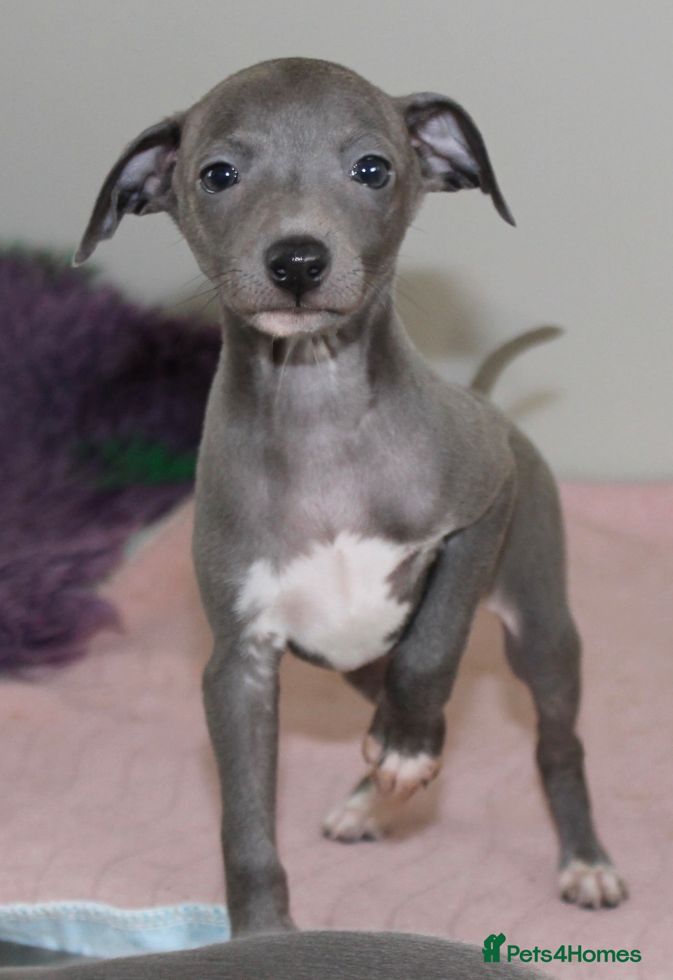 Italian Greyhound dogs Ready now Italian Greyhounds KC Reg - Advert 7