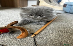 Persian cats for sale: Grand Champion Bloodlines Persians, Active - Image 8