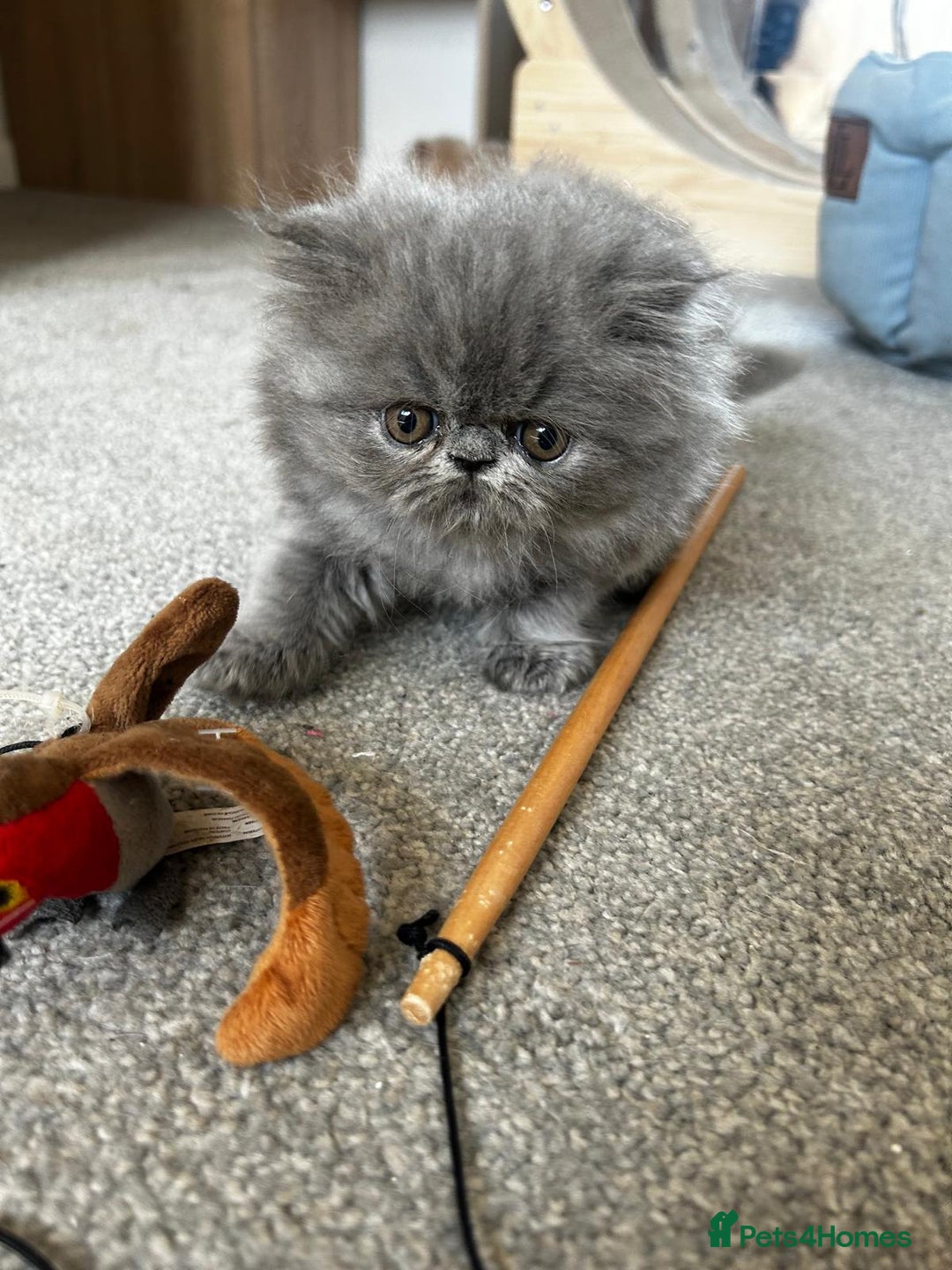 Persian cats for sale: Grand Champion Bloodlines Persians, Active - Image 8