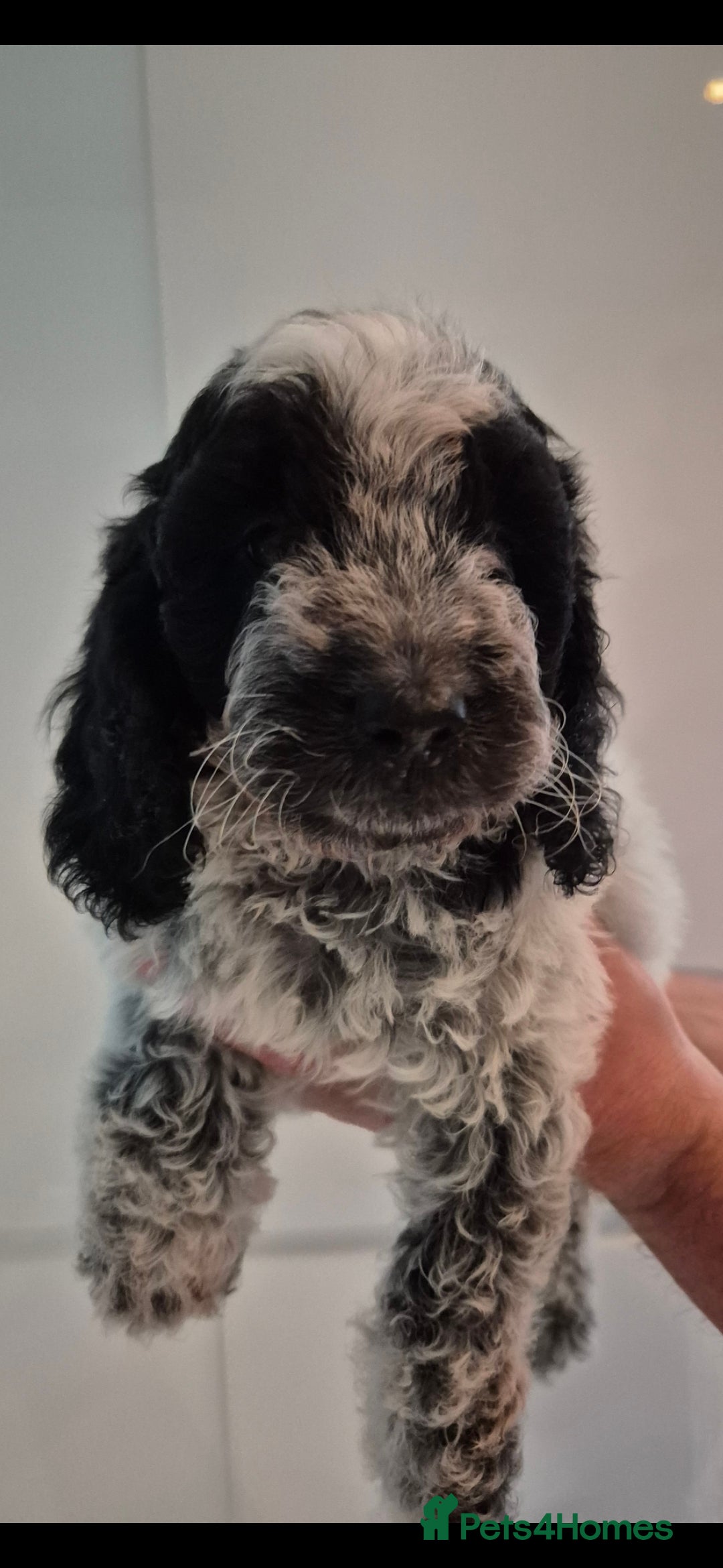 Cockapoo dogs for sale: COCKAPOOS READY FOR THERE NEW    HOMES  - Image 9