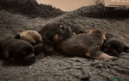 Border Terrier dogs for sale: Gorgeous border terrier puppies  - Image 3