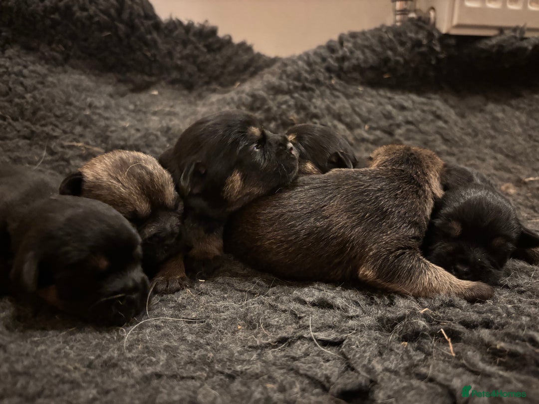 Border Terrier dogs for sale: Gorgeous border terrier puppies  - Image 3