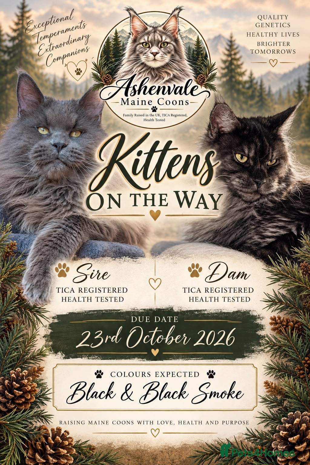 Maine Coon cats Waiting List Open - Kittens Due End of October.  - Advert 1