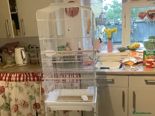 Budgerigars birds Bird cage on wheels - Advert 1