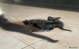 Mixed Breed cats for sale: Russian blu mix  - Image 17