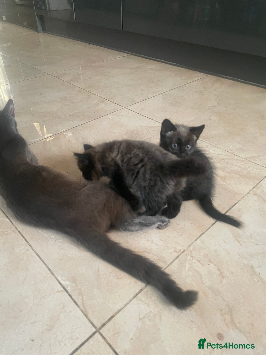 Mixed Breed cats for sale: Russian blu mix  - Image 17