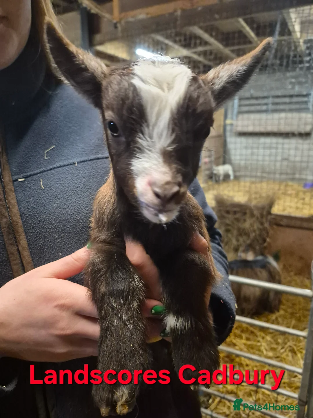 Goats livestock for sale: Pygmy goat nanny kids - full pedigree - Advert 2