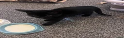 Mixed Breed cats for sale: 3 kittens for sale in Barnsley - Advert 7