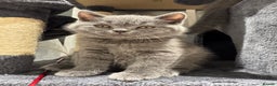 British Shorthair cats for sale: British Shorthair kittens - Advert 14