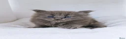 Maine Coon cats for sale: DNA health tested blue maine coon kittens - Advert 2