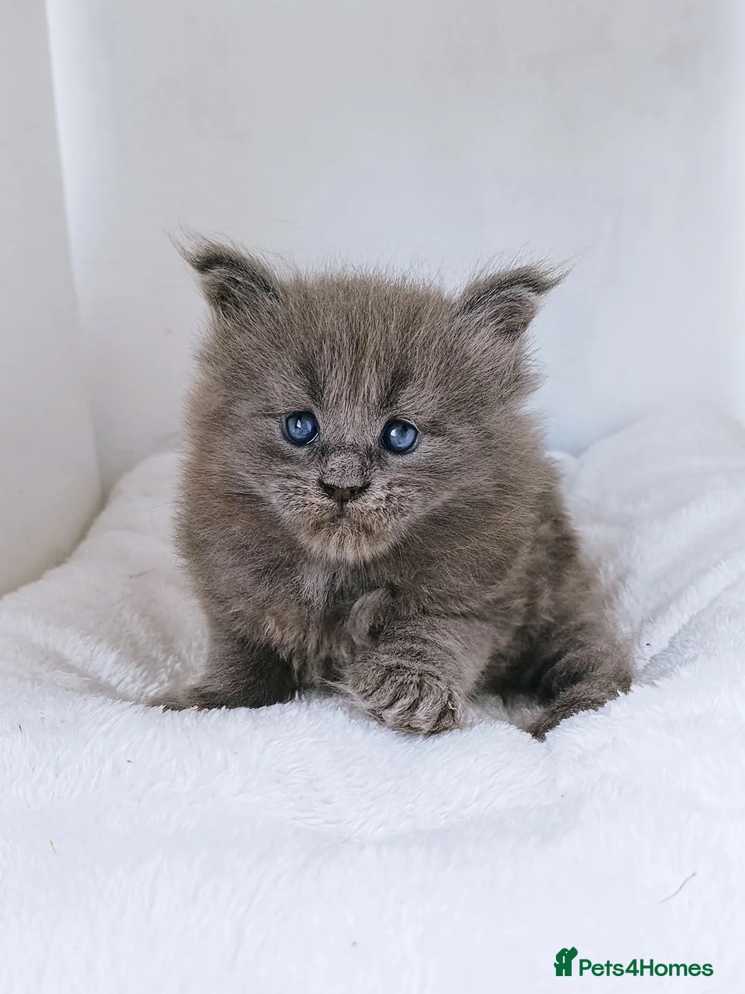Maine Coon cats for sale: DNA health tested blue maine coon kittens - Advert 2