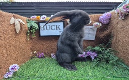 Continental Giant rabbits for sale: Pure Continental Giant Vaccinated  - Image 12