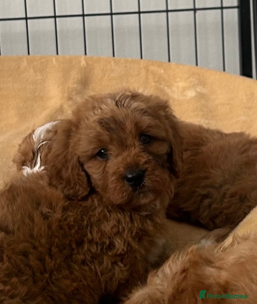 Cavapoo dogs 🐶🐩STUNNING HEALTH CLEAR CAVAPOO PUPPIES🐩🐶  - Advert 2