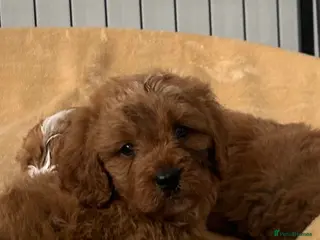 Cavapoo dogs 🐶🐩STUNNING HEALTH CLEAR CAVAPOO PUPPIES🐩🐶 - Advert 2