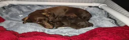 Miniature Dachshund dogs for sale: KC Registered Miniature Dachshund Puppies in Newtownabbey - Advert 4