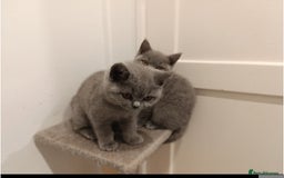 British Shorthair cats for sale: British blue Shorthair GCCF - Image 1