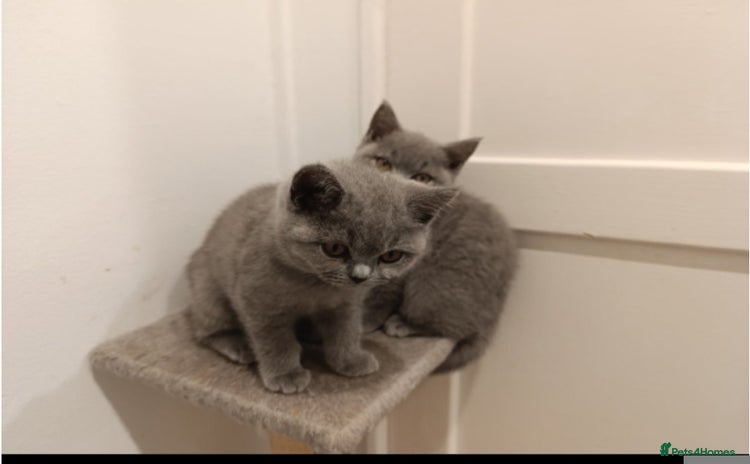 British Shorthair cats - Advert 3