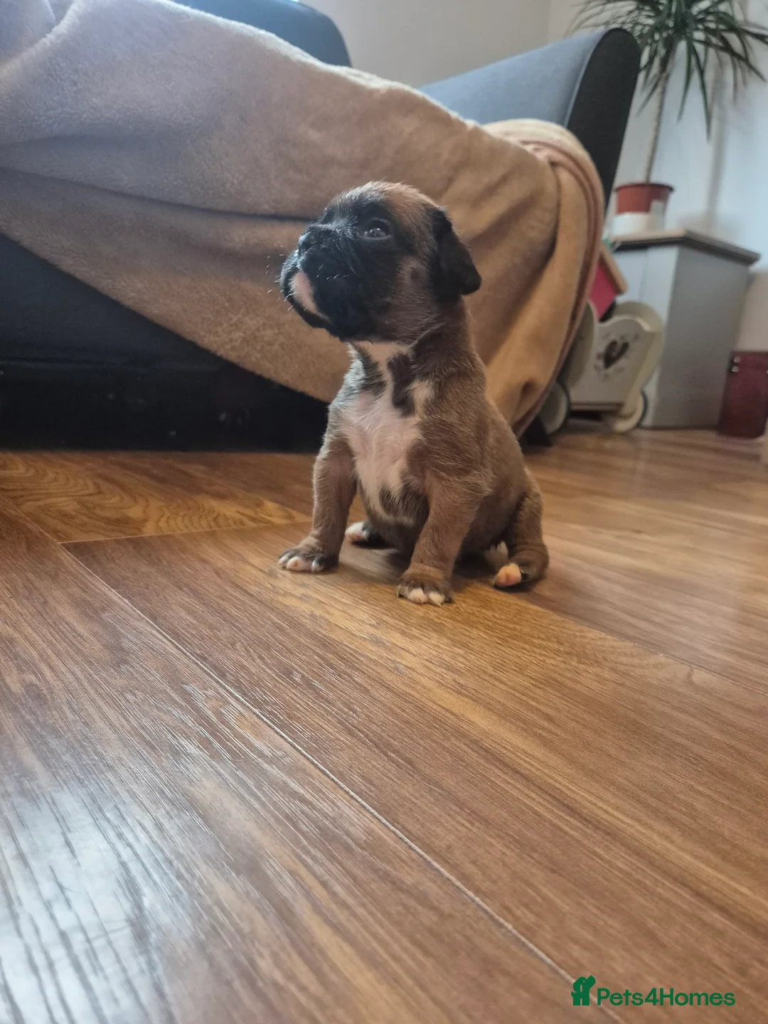 Boxer dogs for sale: STUNNING KC BOXER PUPPIES WITH CHAMPION BLOODLINES - Advert 5