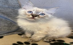 Ragdoll cats for sale: Ragdoll Kittens one girl one boy READY NOW  - Image 4