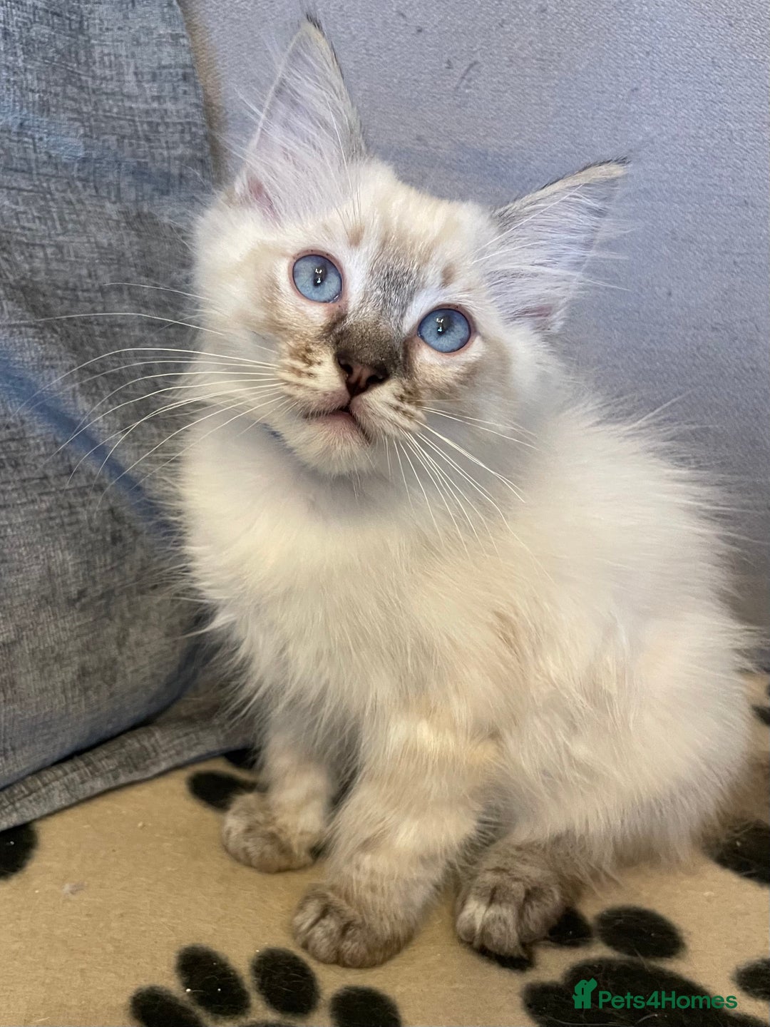 Ragdoll cats for sale: Ragdoll Kittens one girl one boy READY NOW  - Image 4