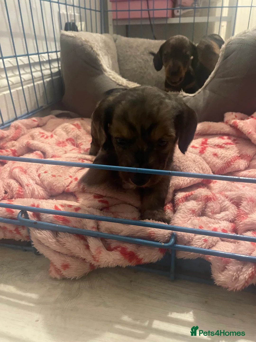 Miniature Dachshund dogs for sale: Miniature dachshund puppies - Advert 7