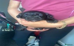 Jug dogs for sale: Lovely little bundle of joy  - Image 5