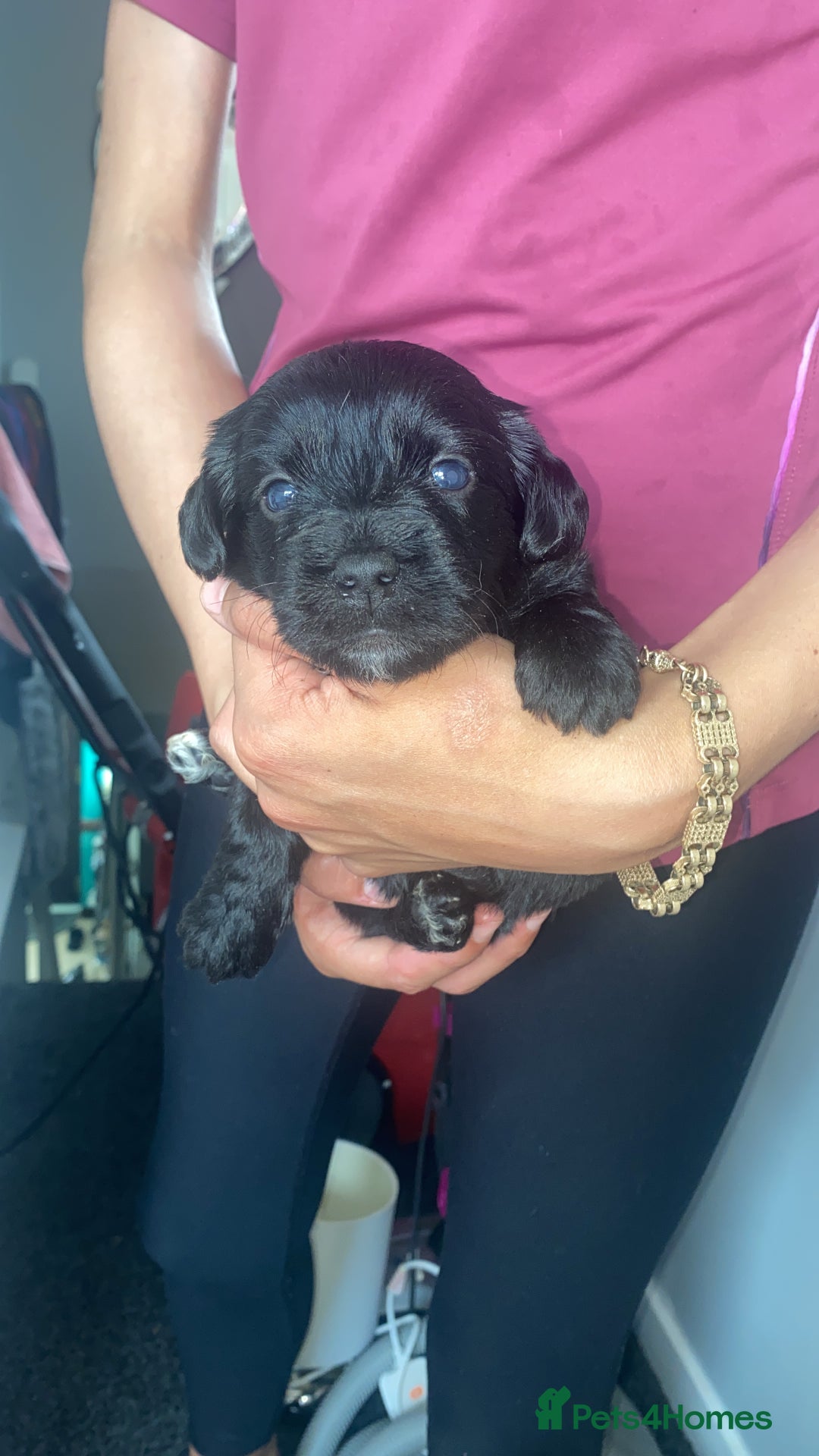 Jug dogs for sale: Lovely little bundle of joy  - Image 5
