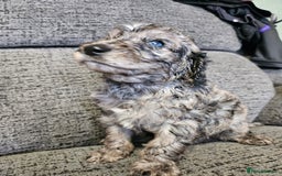 Cockapoo dogs for sale: Cockapoo puppies 2LEFT - Image 11