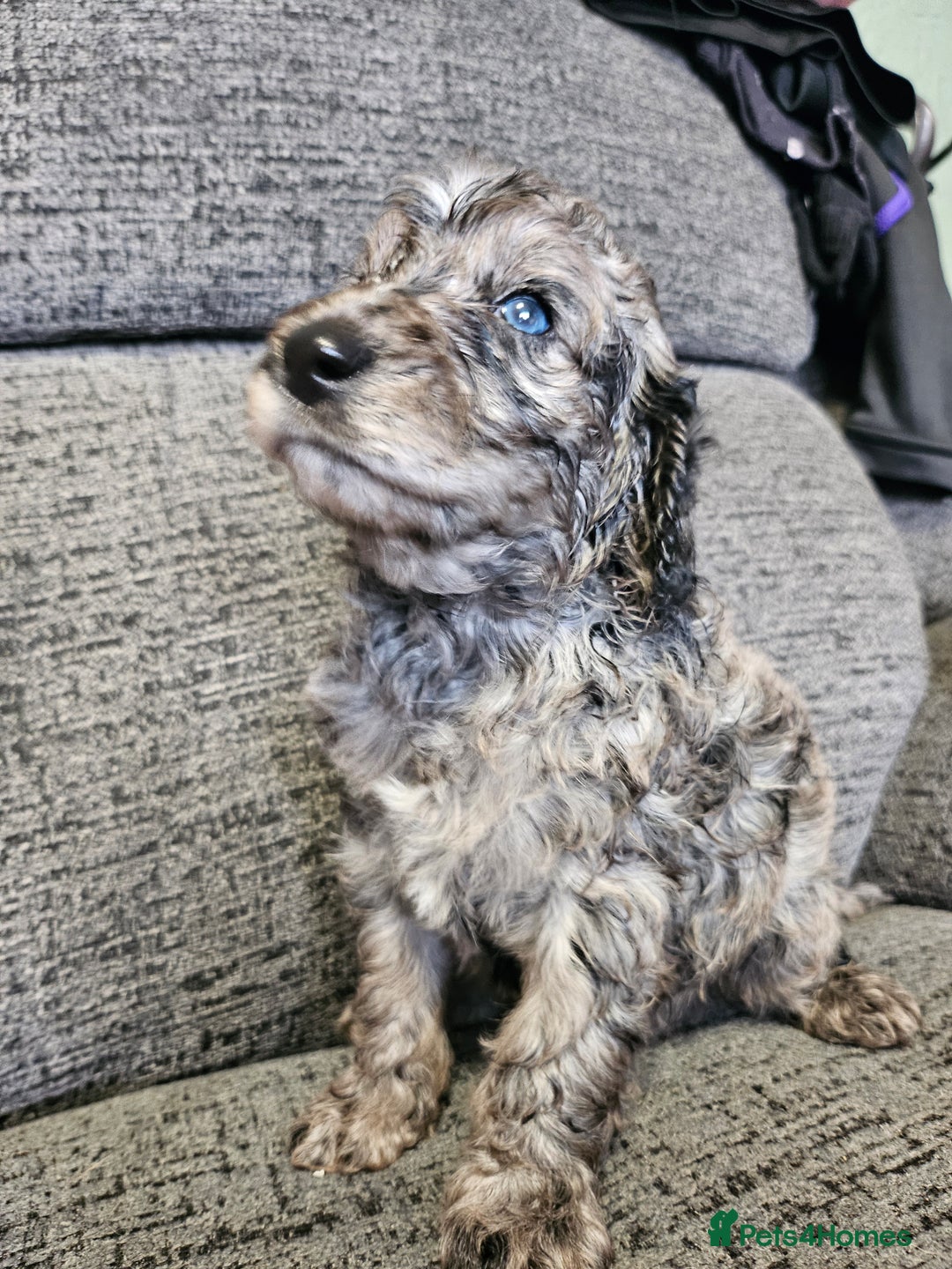 Cockapoo dogs for sale: Cockapoo puppies 2LEFT - Image 11