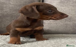 Miniature Dachshund dogs for sale: Miniature dachshunds ready now - Image 6