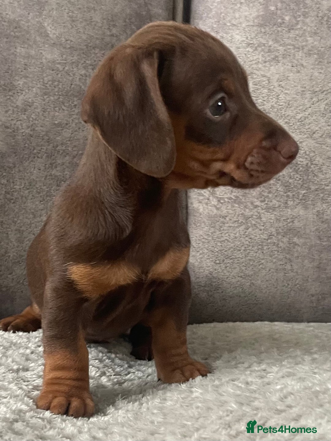 Miniature Dachshund dogs for sale: Miniature dachshunds ready now - Image 6