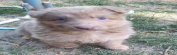 German Shepherd dogs for sale: German Shepherd puppies all colours ready end Aug - Advert 34