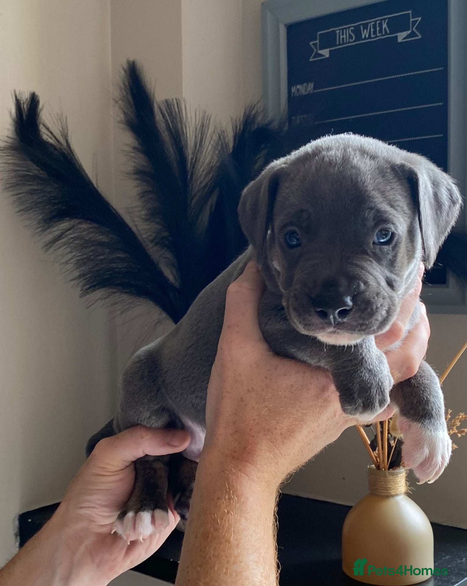 Mixed Breed dogs Cane Corso X Staff Puppies - Advert 8