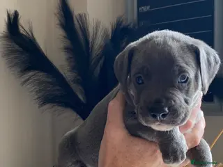 Mixed Breed dogs Cane Corso X Staff Puppies - Advert 8