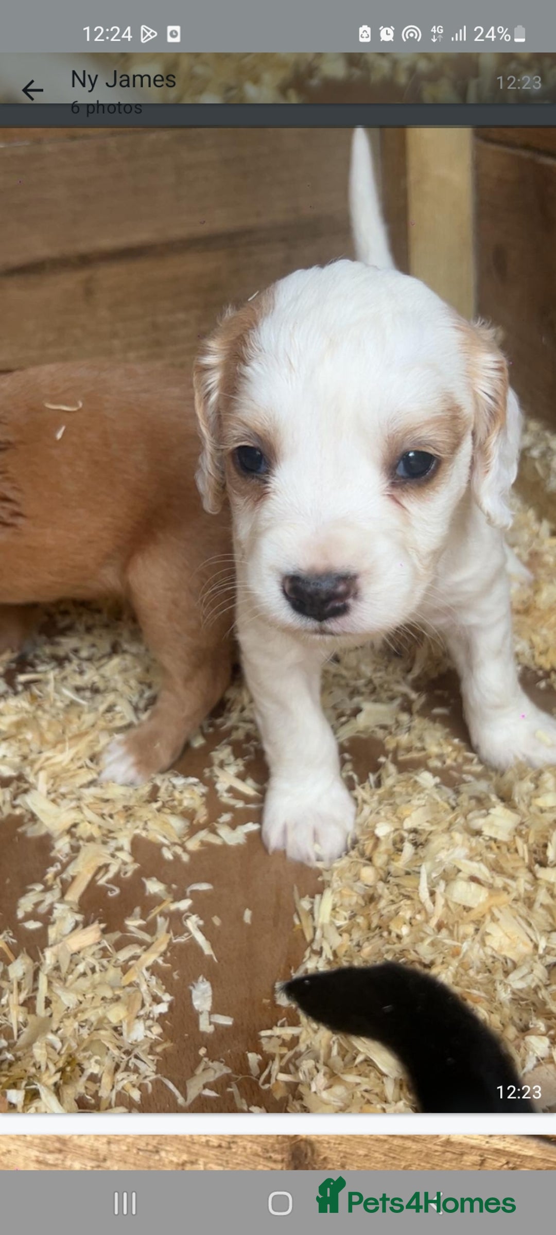 Cocker Spaniel dogs for sale: Cocker spaniels - Image 11