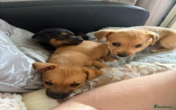 Mixed Breed dogs for sale: Lakeland/patterdale cross Jackchi puppies  - Image 6