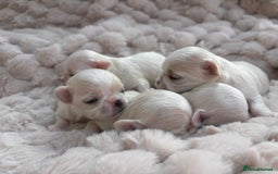 Maltese dogs for sale: ✨💫Tiny Exquisite Bambelina Maltese 💫✨ - Image 10