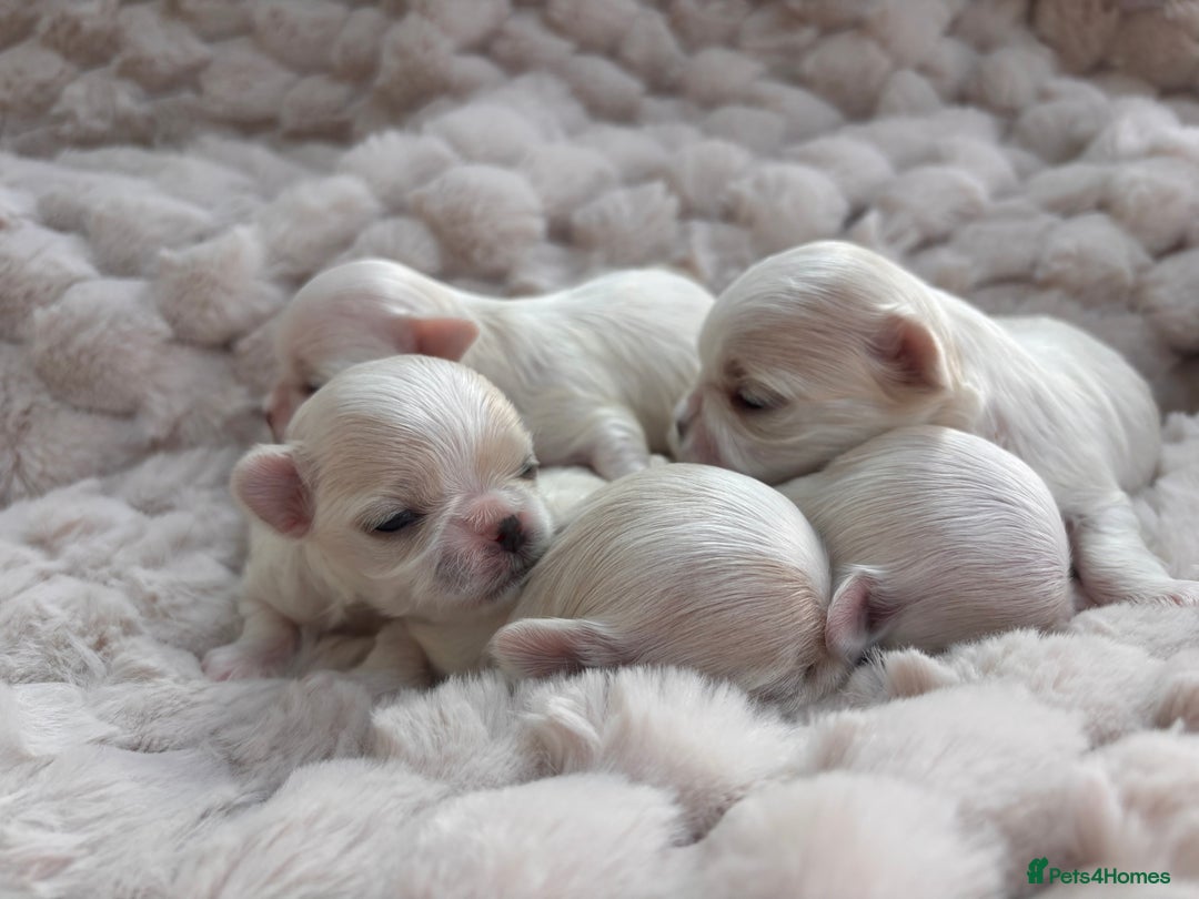 Maltese dogs for sale: ✨💫Tiny Exquisite Bambelina Maltese 💫✨ - Image 10