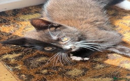 British Longhair cats for sale: Ready To Go This Weekend! 3 Sweet Little Kittens - Image 15